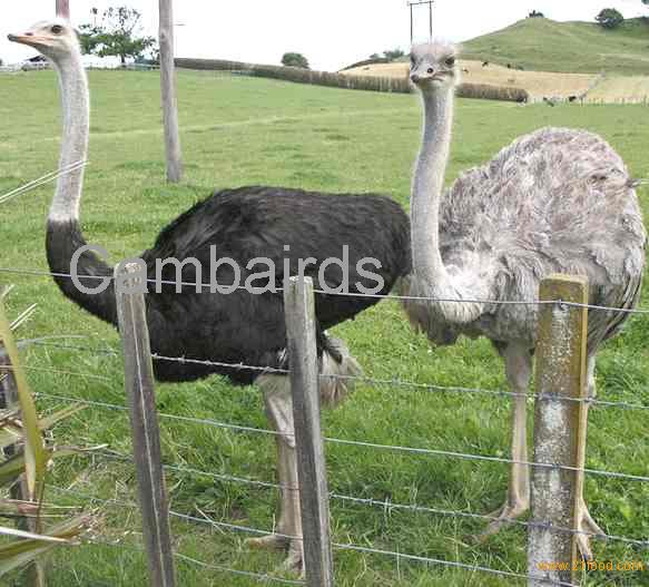 Ostrich Bird Egg