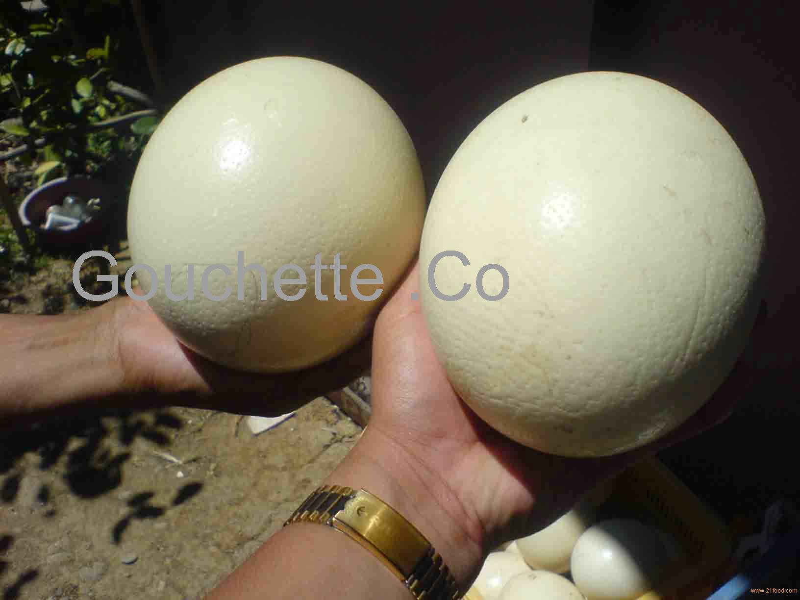 Emu Egg Price