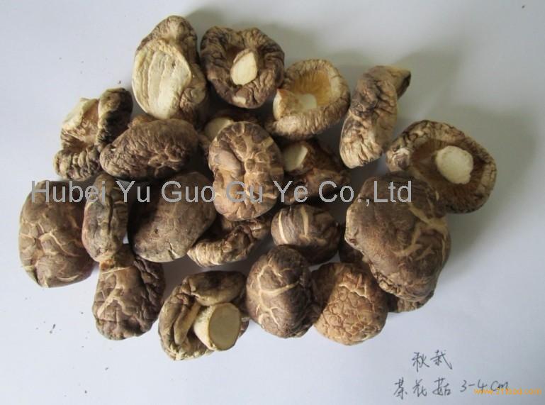 Autumn Planted Tea Flower Shiitake Mushroom China Price Supplier Food