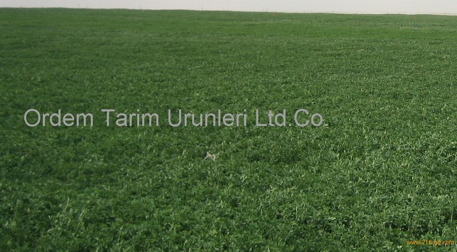 alfalfa hay bale