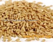 quality and best grade oat grain for sell