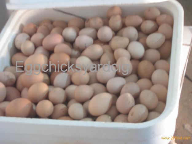 guinea fowl eggs and chicks