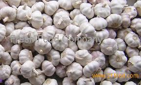 Fresh Pure White Garlic Malaysia Pure White Garlic Price Supplier Food