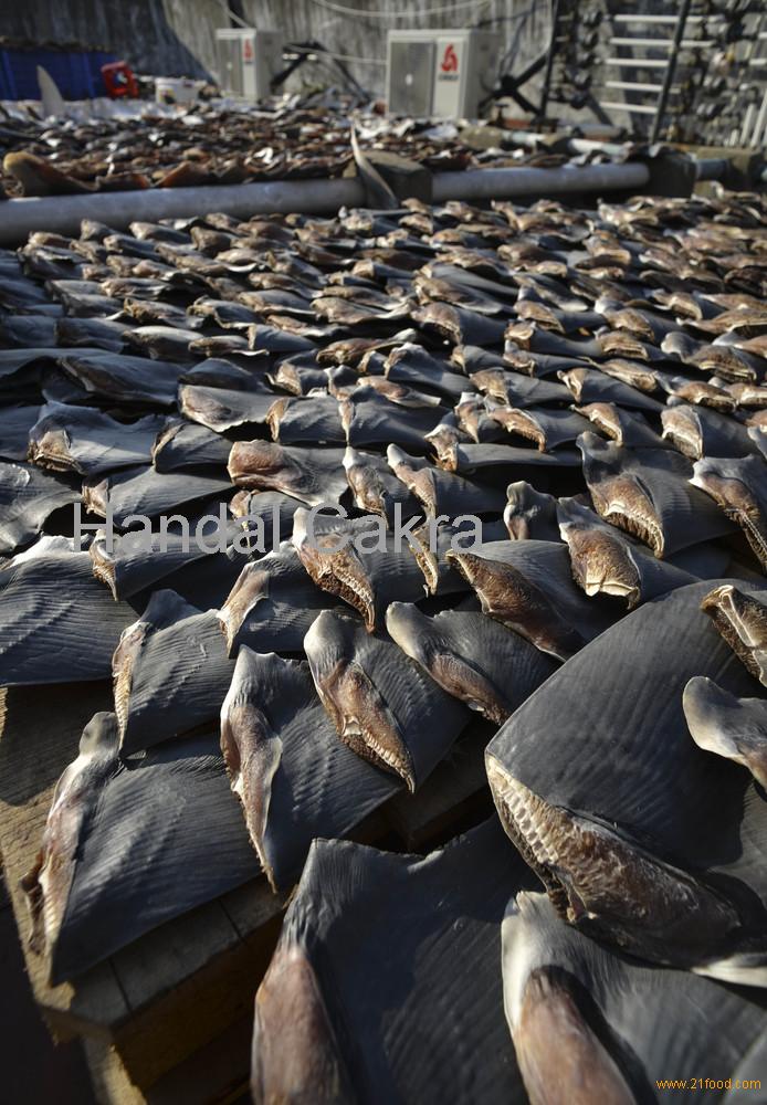 Shark finning essay