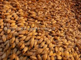 Barley for human Consumption as well as Animal Fodder purpose