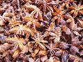 Stra Aniseed ( Grade A )