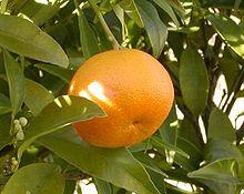 Mandarin oranges