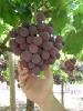 Fresh fruit