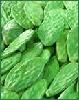 sell cactus extract