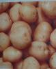 modified potato starch