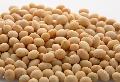 Yellow Soybean Grade #2 Non GMO from Brazil