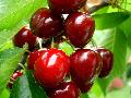 Export cherry fuit from Chile
