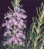 rosemary for sale