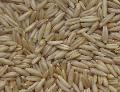 Organic Oats
