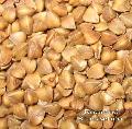 Sell Roasted Buckwheat