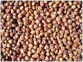 Sell Broomcorn millet