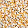 Indian Yellow Maize