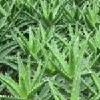 Aloes P.E