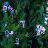 Bilberry P.E