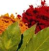 Herbs - Vegetables - Fruits