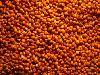 red millet in husk