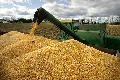 corn for export