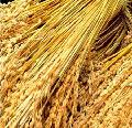 long-term supply paddy