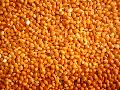 Broomcorn millet