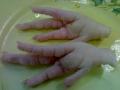 chicken feet processed