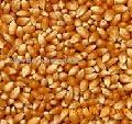 grains mostly corn