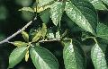 Eucalyptus oils