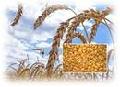 Wheat