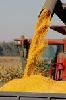 Corn(maize)