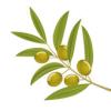 fresh olive