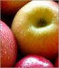 Fresh Apple