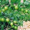 Gooseberry Powder