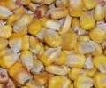 export maize