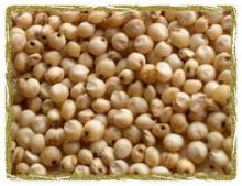 SORGHUM SEEDS