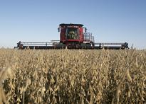 Grains