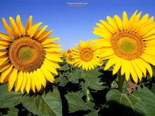Sunflower and sunflower seeds