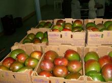 Fresh mangoes