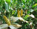 corn (maize)