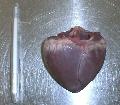 Piglet heart