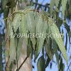 Eucalyptus Oil