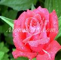 Rose Oil