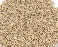 ORGANIC SESAME SEED