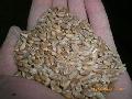 Wheat