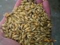 barley