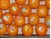 Kinnow citrus fruits