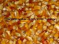 Corn, Maize, Milho, Yellow Corn, Yellow Maize